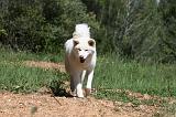 AKITA INU 432